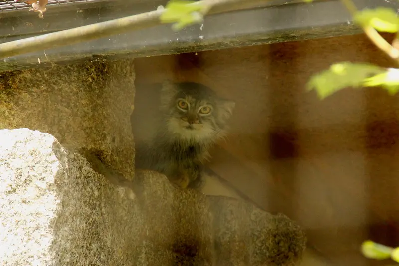 A photograph of Tuya in Chemnitz Zoo