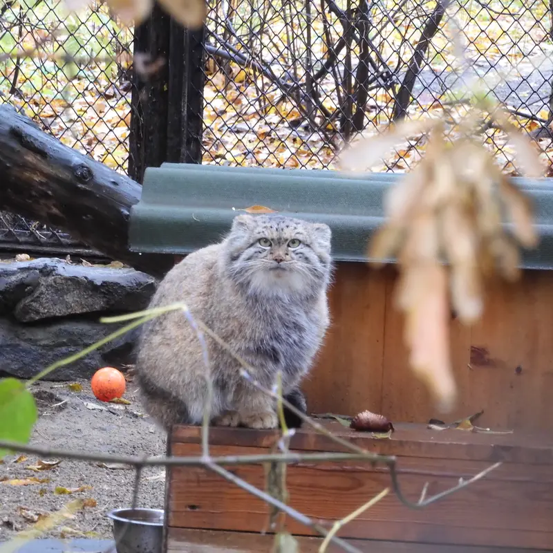 A photograph of Snezhana in Novosibirsk Zoo