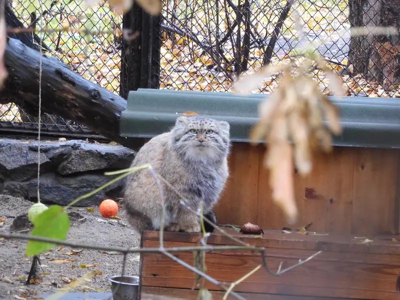 A photograph of Snezhana in Novosibirsk Zoo
