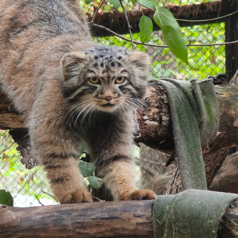 A photograph of a Pallas's cat in Novosibirsk Zoo