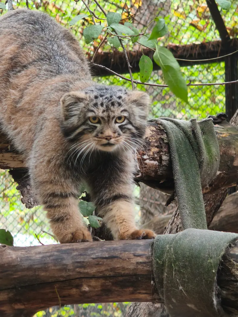 A photograph of a Pallas's cat in Novosibirsk Zoo