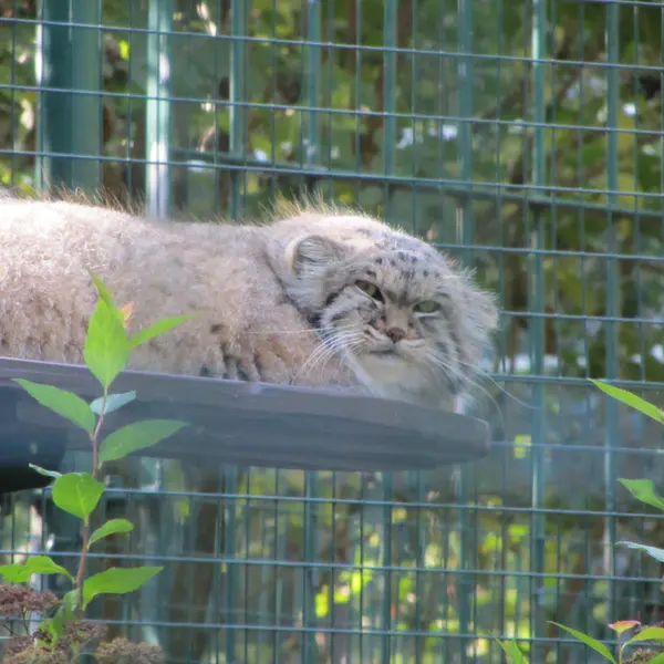 A photograph of Manni in Dessau Zoo