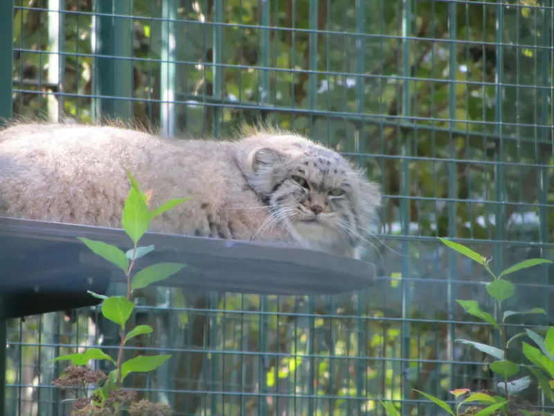 A photograph of Manni in Dessau Zoo