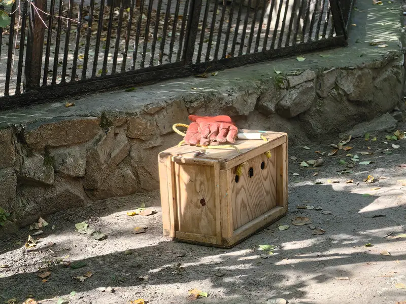 A photograph of a Pallas's cat in Novosibirsk Zoo