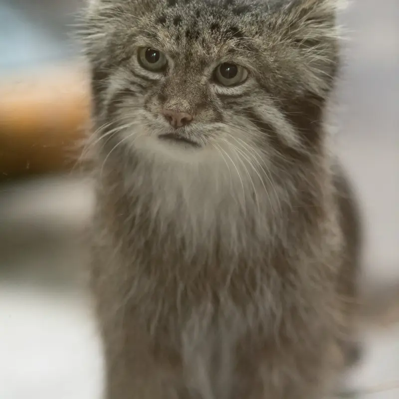 A photograph of Klyon in Ueno Zoological Gardens