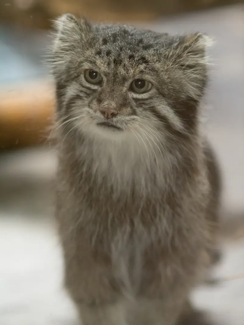 A photograph of Klyon in Ueno Zoological Gardens