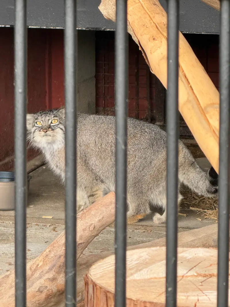 A photograph of Mei in Gokatsuraike Animal Park