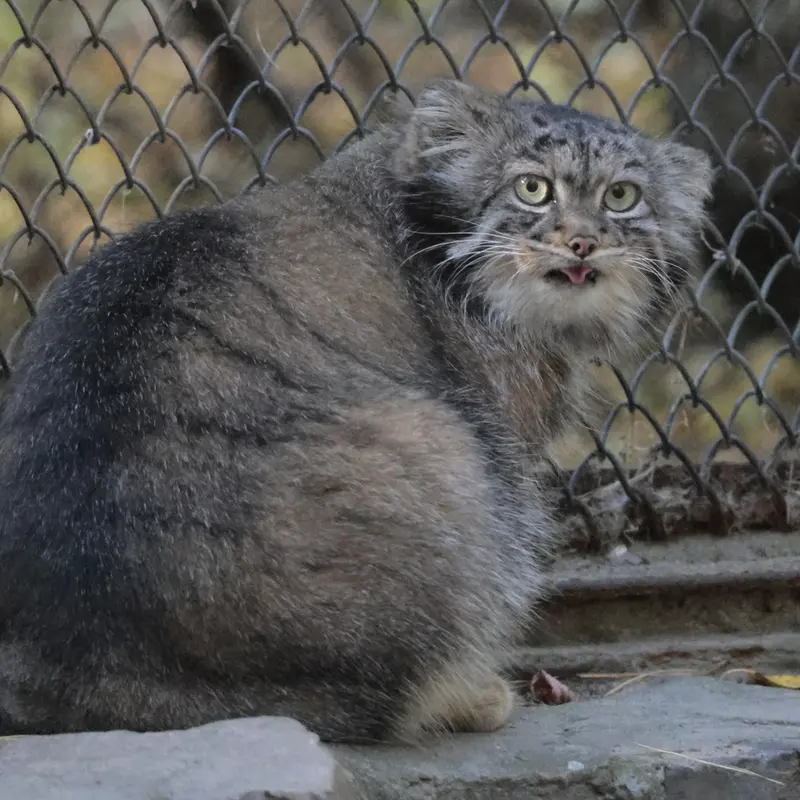 A photograph of Adele in Novosibirsk Zoo