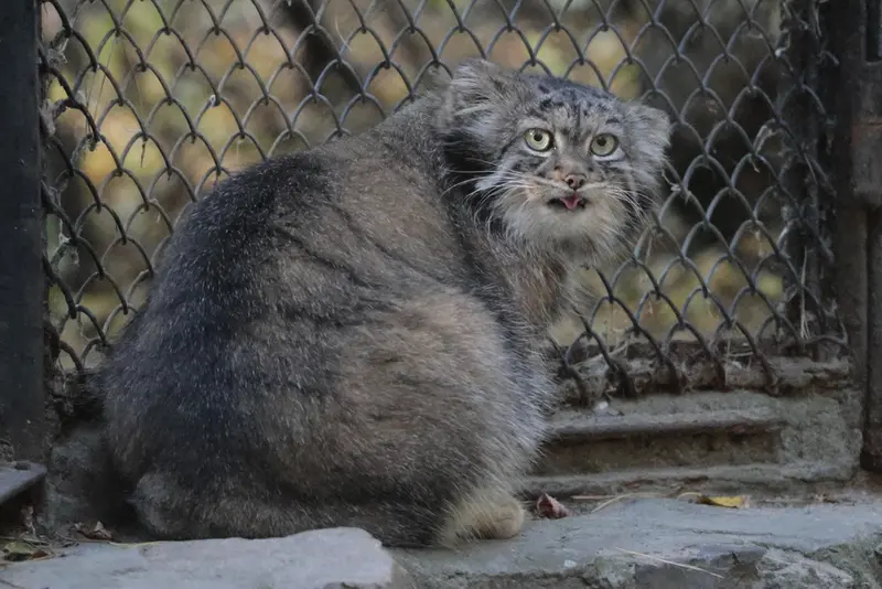 A photograph of Adele in Novosibirsk Zoo