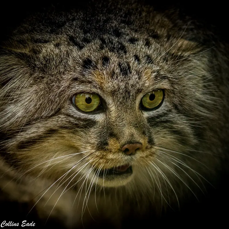 A photograph of Jethro in The Big Cat Sanctuary