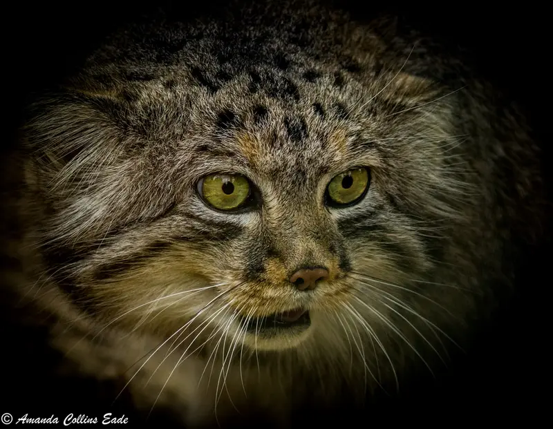A photograph of Jethro in The Big Cat Sanctuary