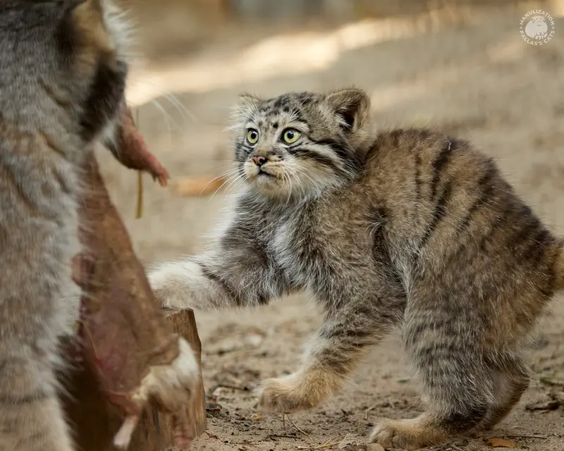 A photograph of Eve and Boris in Novosibirsk Zoo