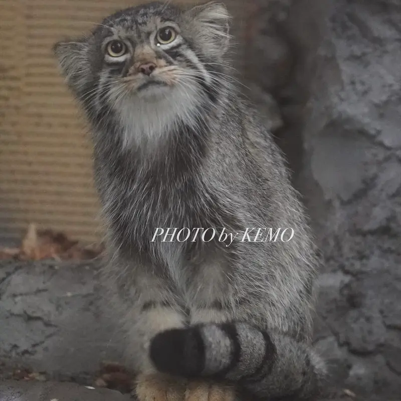 A photograph of Hide in Asahiyama Zoo