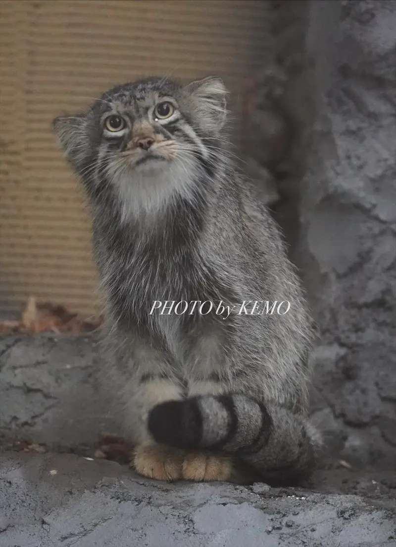 A photograph of Hide in Asahiyama Zoo