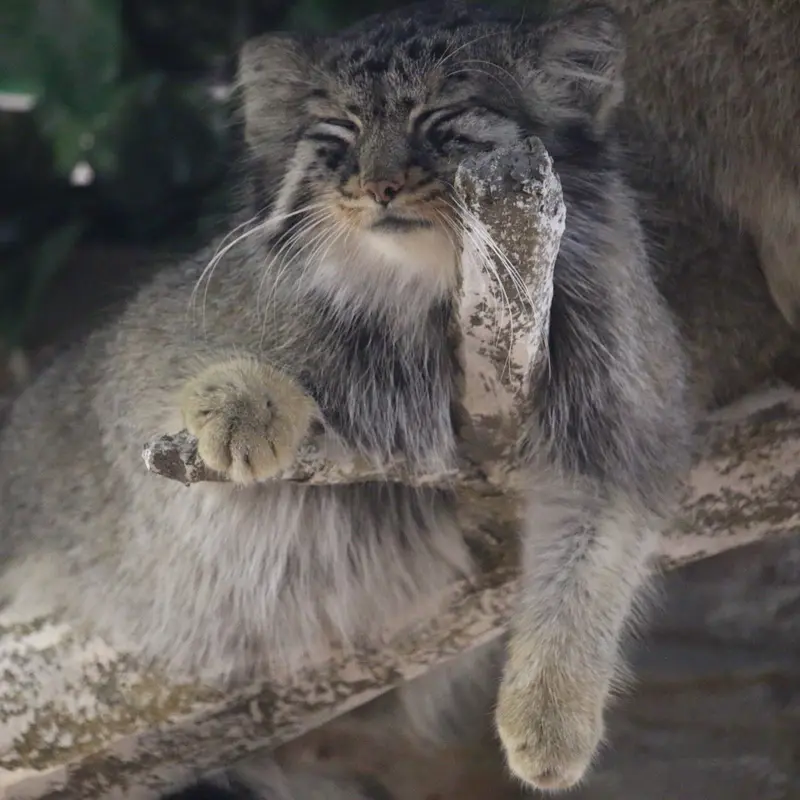 A photograph of Shar and Bor in Nasu Animal Kingdom