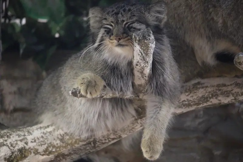 A photograph of Shar and Bor in Nasu Animal Kingdom