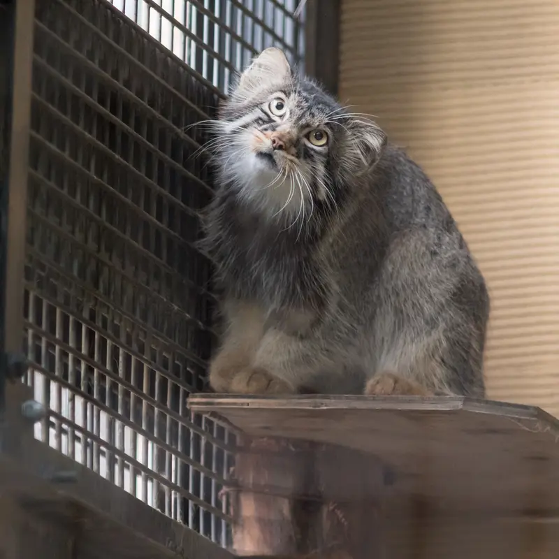A photograph of Hide in Asahiyama Zoo