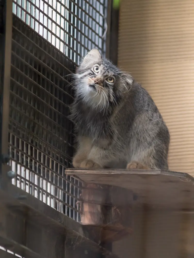 A photograph of Hide in Asahiyama Zoo