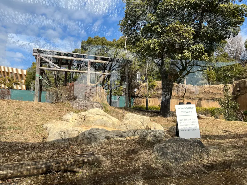A photograph of a Pallas's cat