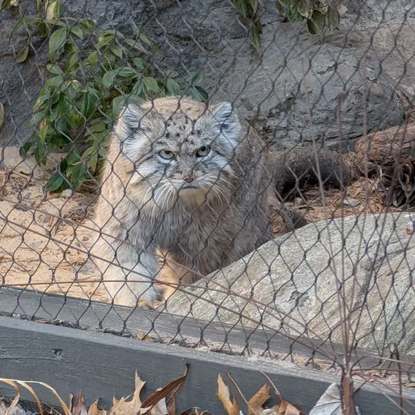A photograph of Batu in Prospect Park Zoo