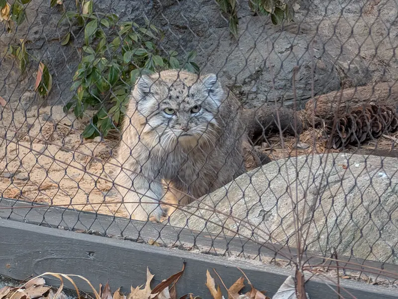 A photograph of Batu in Prospect Park Zoo