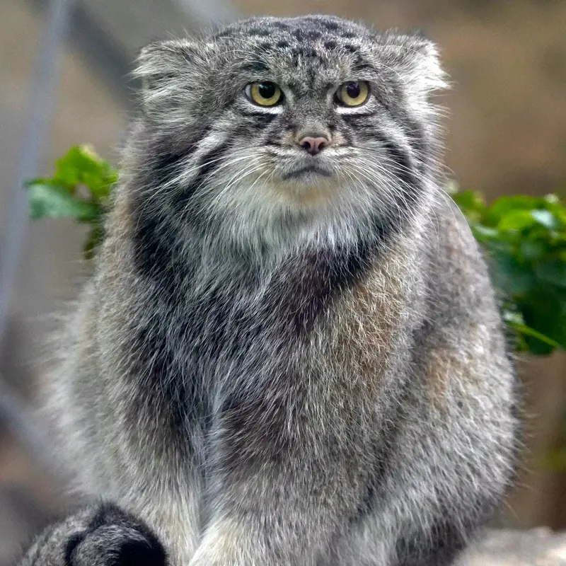 A photograph of Nar in Kobe Animal Kingdom