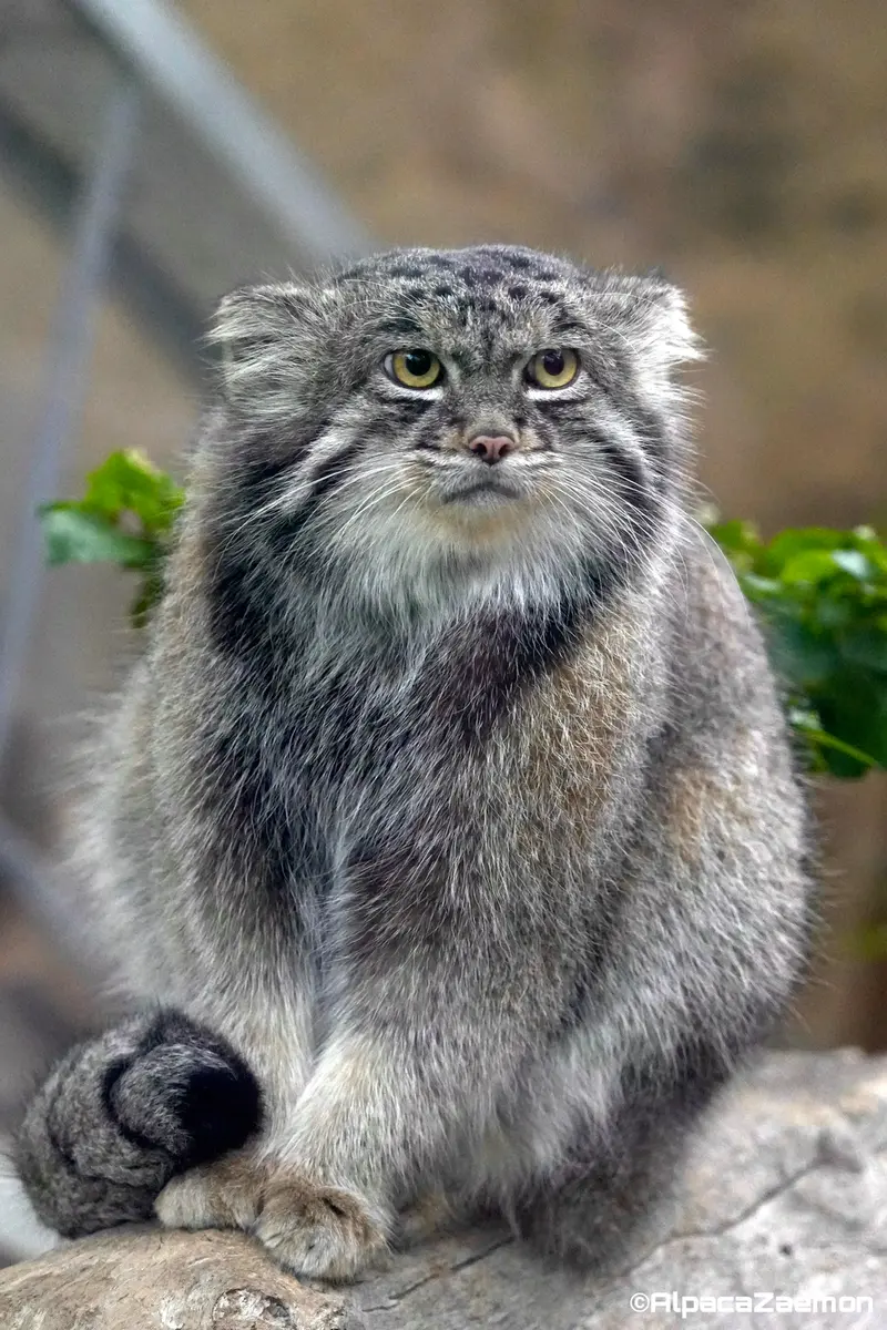 A photograph of Nar in Kobe Animal Kingdom