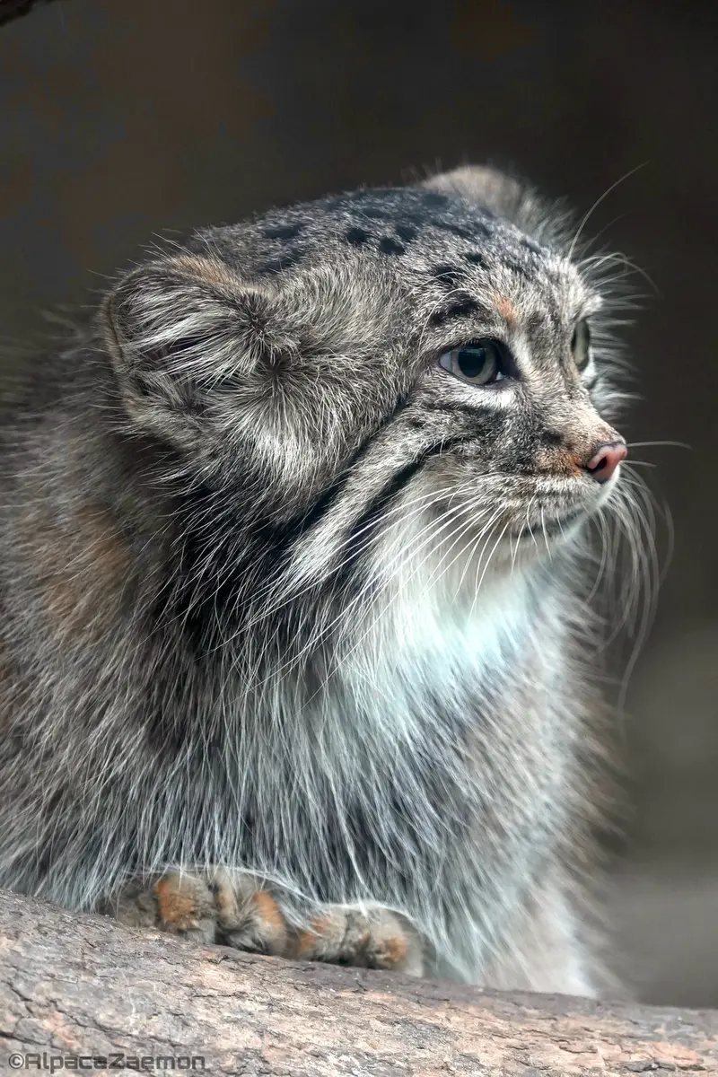 A photograph of Az in Kobe Animal Kingdom