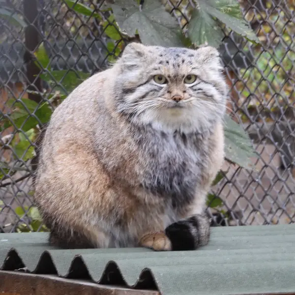A photograph of Snezhana in Novosibirsk Zoo