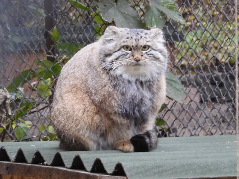 A photograph of Snezhana in Novosibirsk Zoo