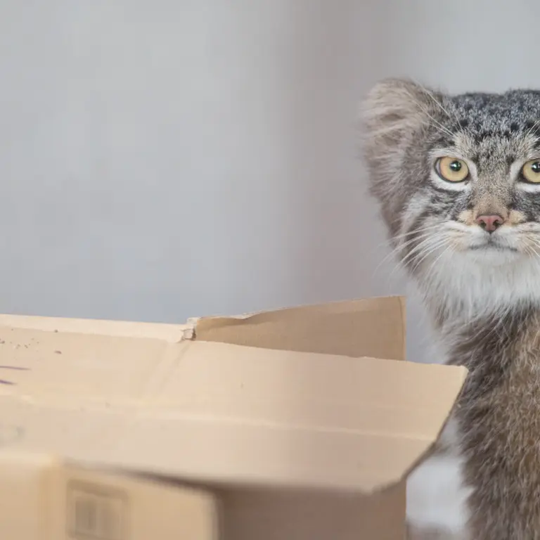 A photograph of Figa in Nogeyama Zoo