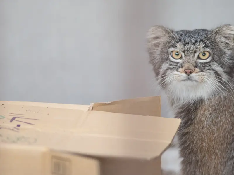 A photograph of Figa in Nogeyama Zoo