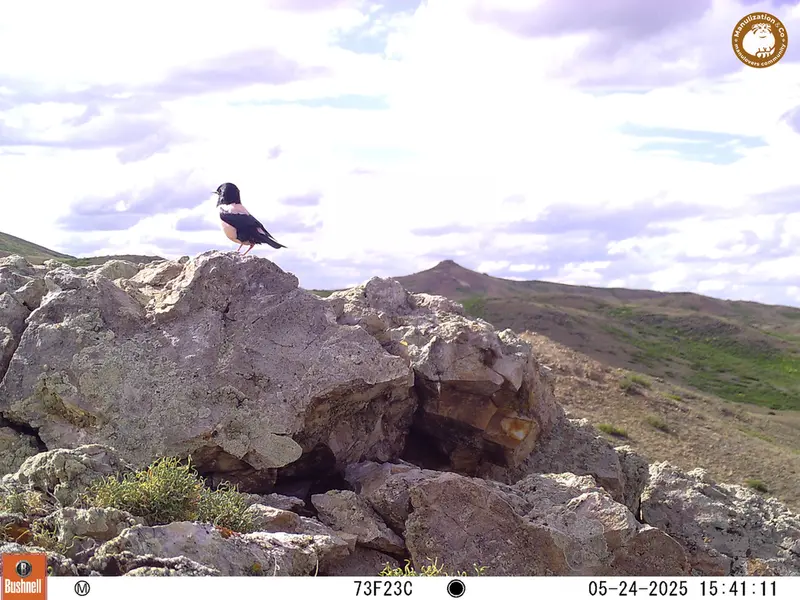 A photograph of a Pallas&#039;s cat from Besshoky 1 camera trap