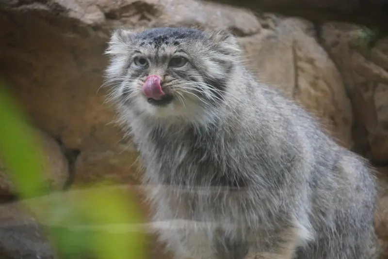 A photograph of a Pallas's cat
