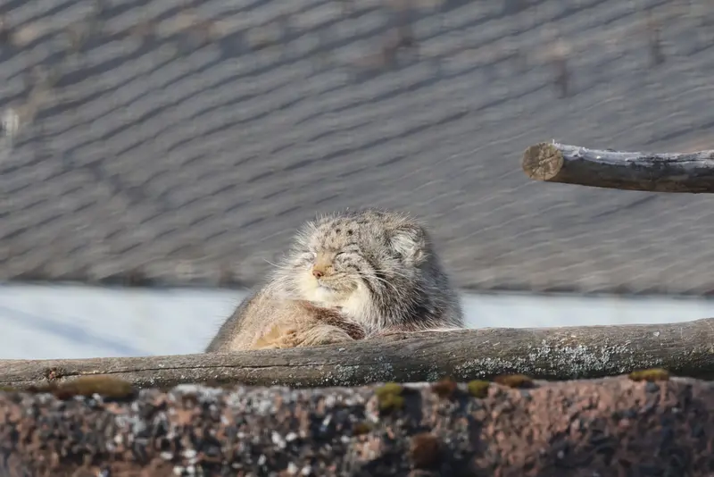 A photograph of Mimi in Korkeasaari Zoo