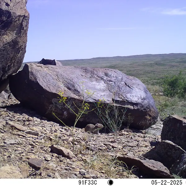 A photograph of Kazakh pika from Koshkar camera trap