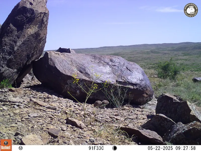 A photograph of Kazakh pika from Koshkar camera trap