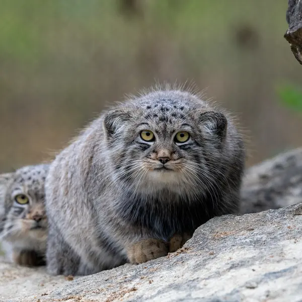 A photograph of Kharaa and Altai in Port Lympne Wild Animal Park