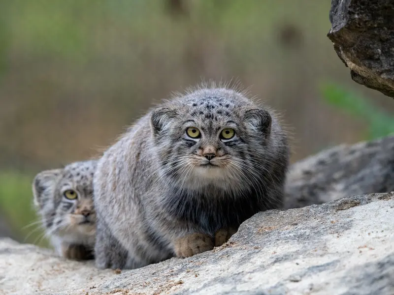 A photograph of Kharaa and Altai in Port Lympne Wild Animal Park