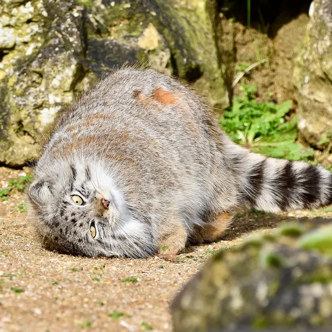 A photograph of Namuu in Port Lympne Wild Animal Park