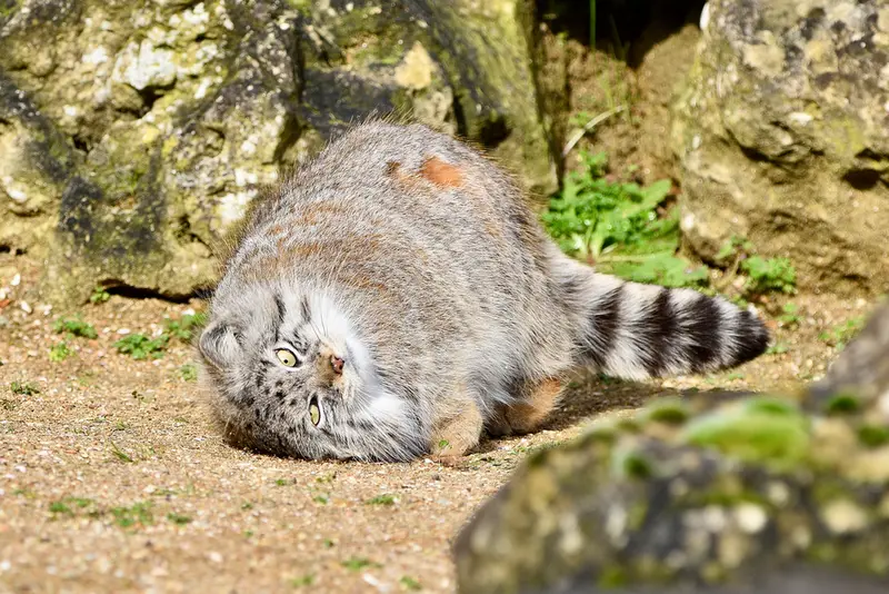 A photograph of Namuu in Port Lympne Wild Animal Park