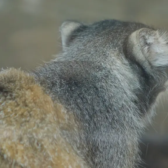 A photograph of a Pallas's cat in Kobe Oji Zoo
