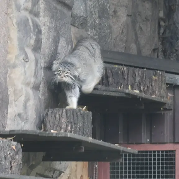 A photograph of a Pallas's cat in Moscow zoo