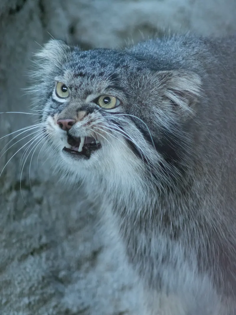 A photograph of Figa in Nogeyama Zoo