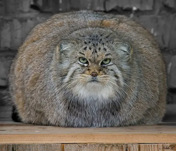 A photograph of a Pallas's cat