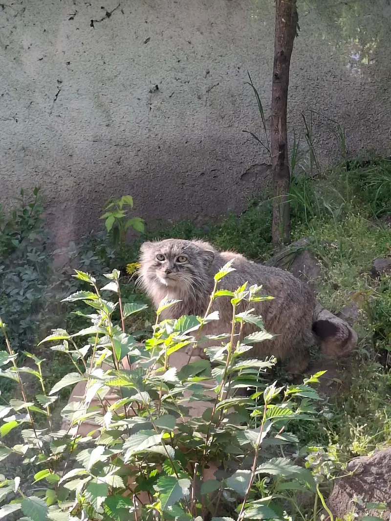 Meeting a manul for the first time in my life