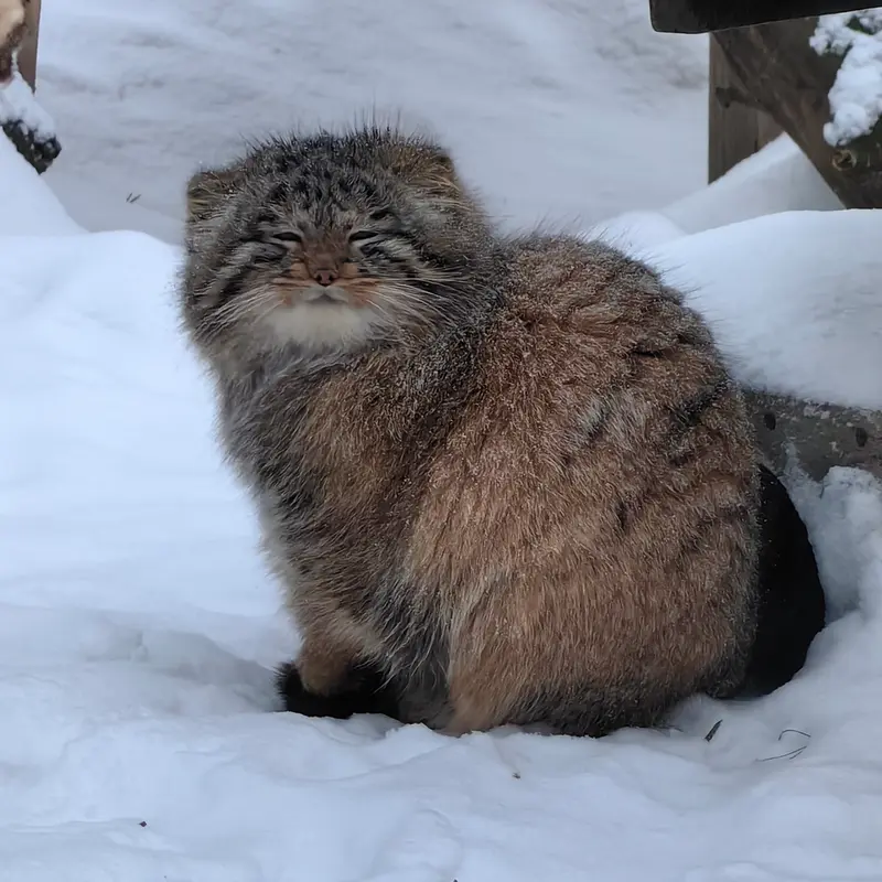 A photograph of Son of Snezhinka b.2025 Ⅳ in Novosibirsk Zoo