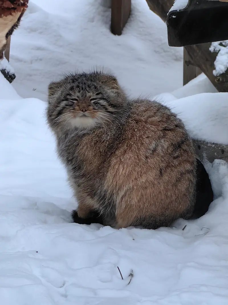 A photograph of Son of Snezhinka b.2025 Ⅳ in Novosibirsk Zoo