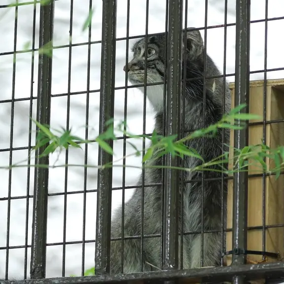 A photograph of a Pallas's cat in Nogeyama Zoo