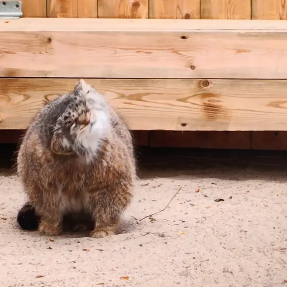 A photograph of a Pallas's cat in Novosibirsk Zoo